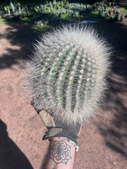 💎 T. Atacamensis — 11” x 8” Fur Melon (Last One)