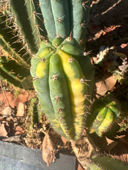 👑 Variegated Pachanoi — 9” Tip