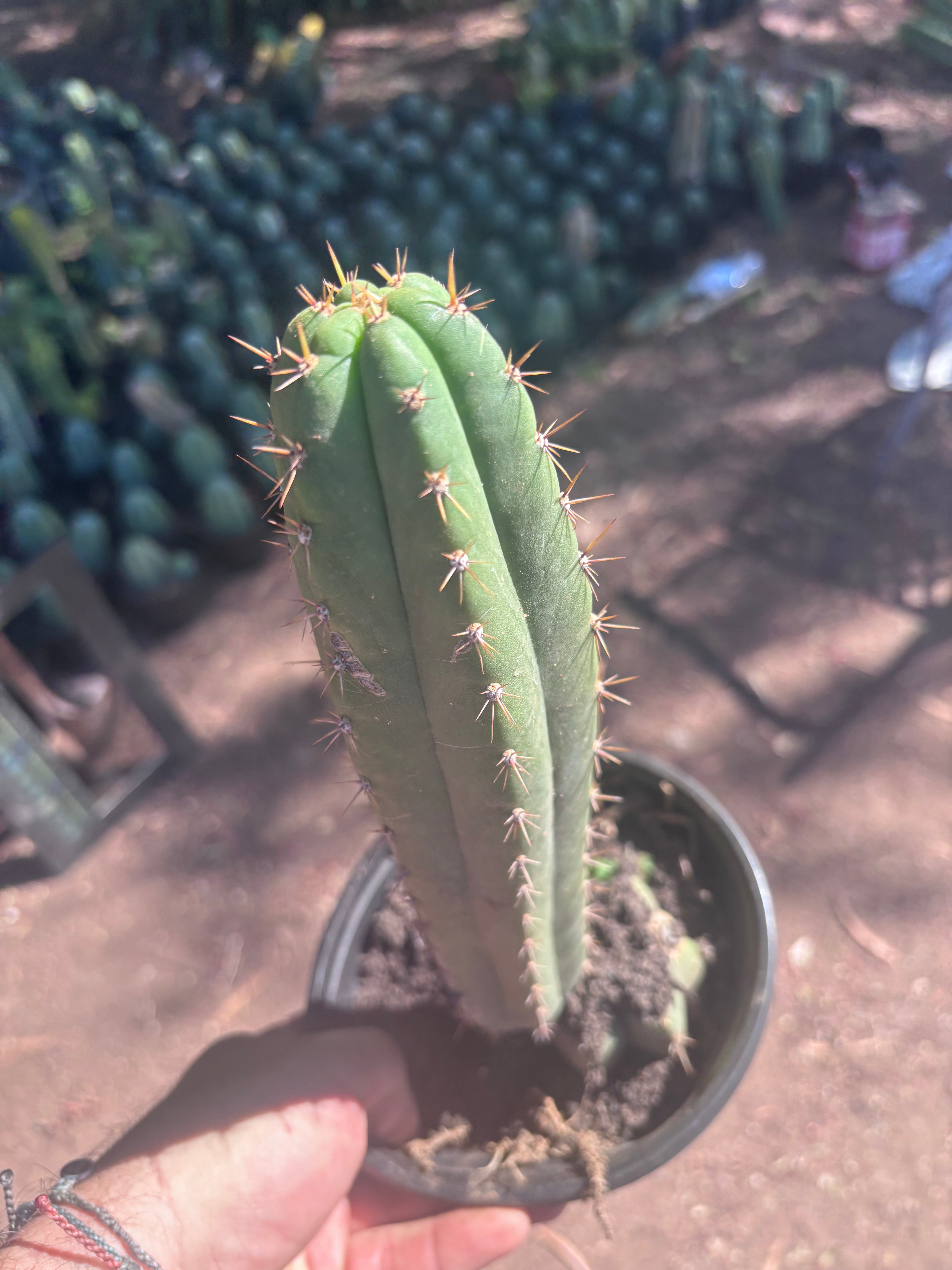 👑🌶️ Torres & Torres — 11” Rooted