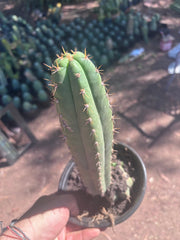 👑🌶️ Torres & Torres — 11” Rooted