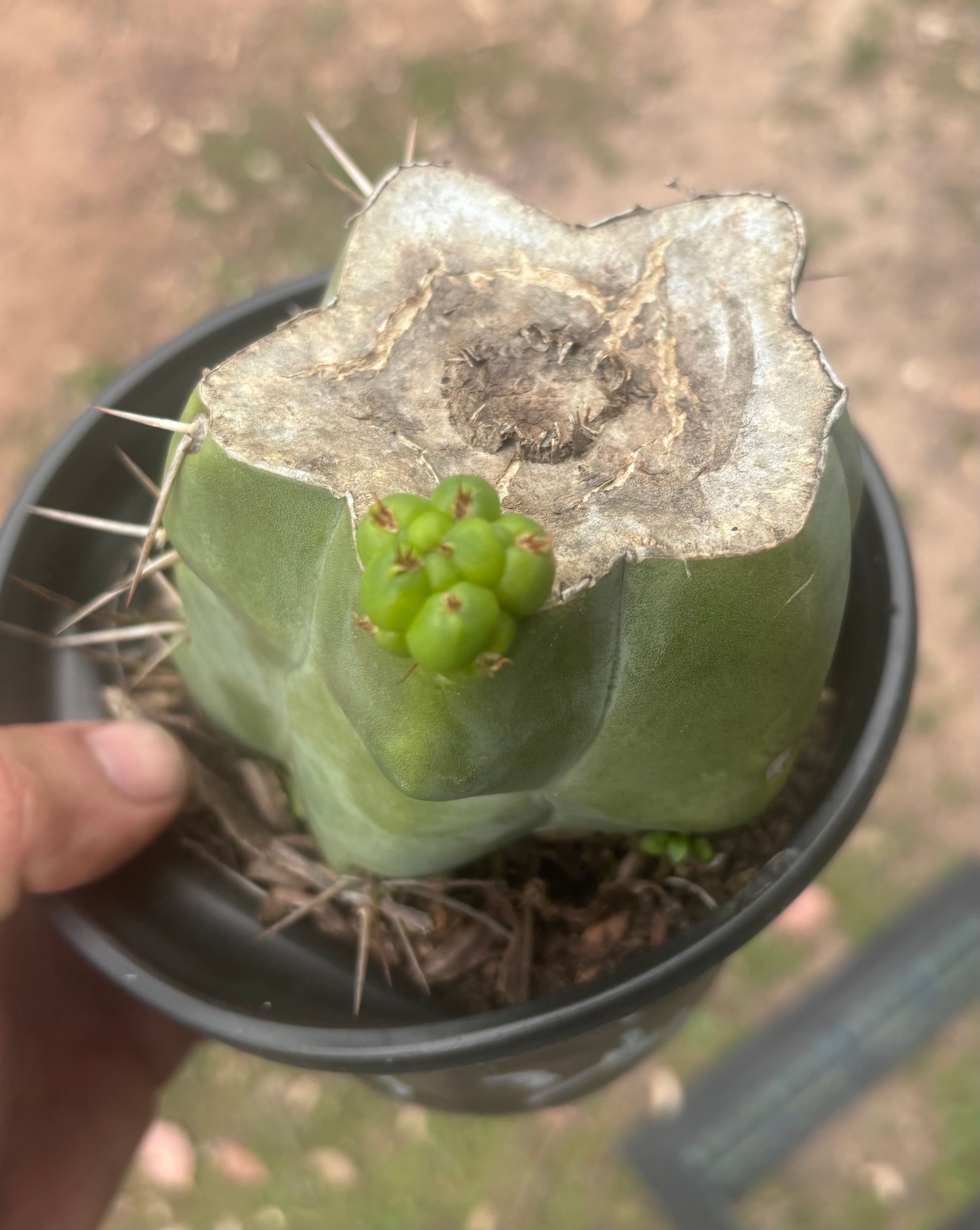 💎💎👑🌶️ Platform 9 3/4  — Rooted and Pupping Mid Chonk