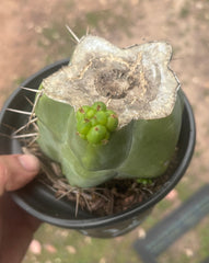 💎💎👑🌶️ Platform 9 3/4  — Rooted and Pupping Mid Chonk