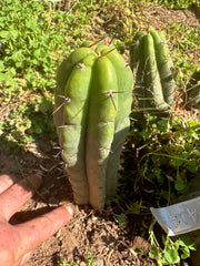 👑 🌶️ 🌶️ Pala! — Fully Rooted