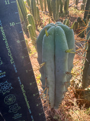 🌶️ Blue Bridge — 10” Tips (3)