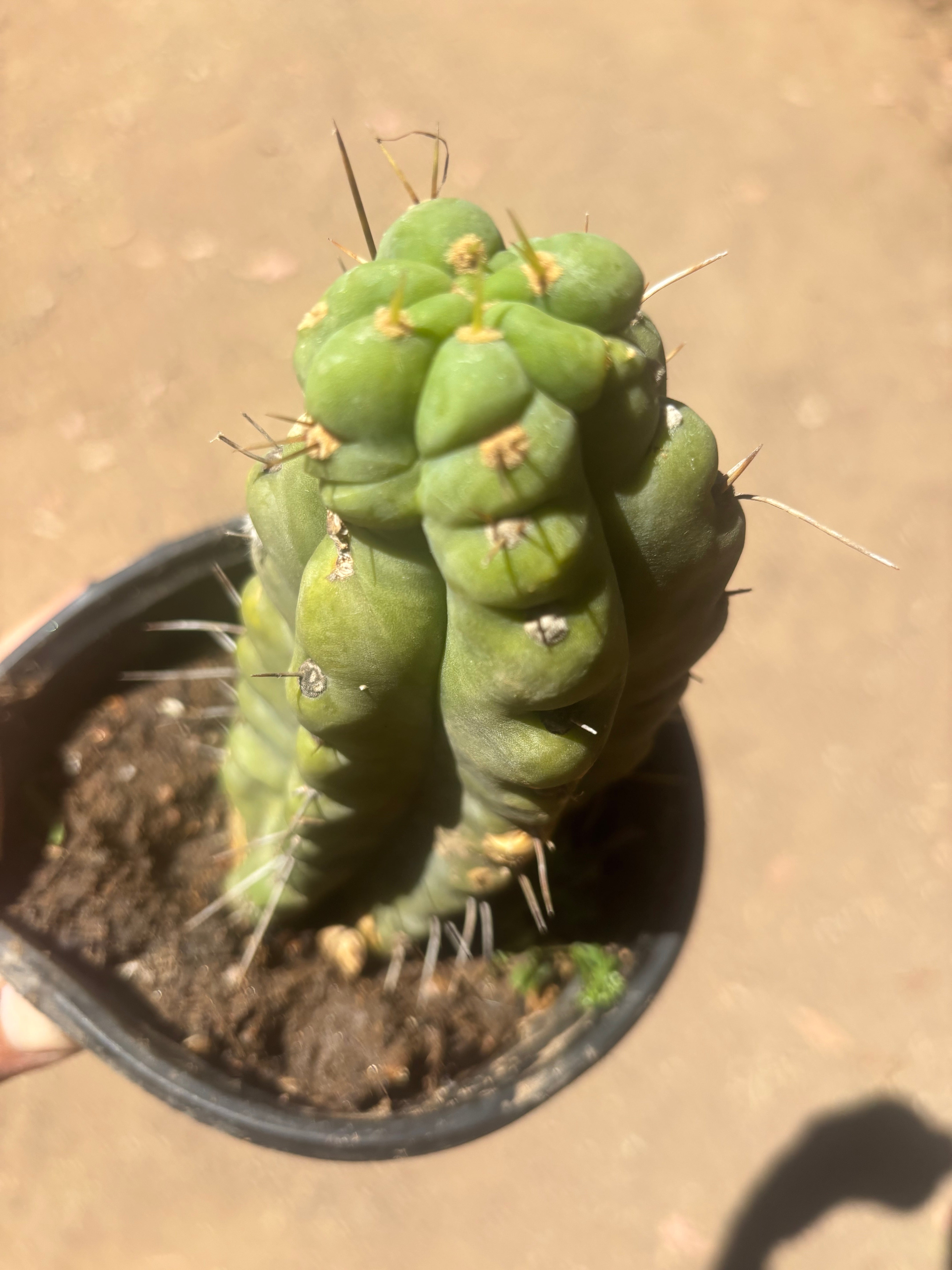 💎🌶️🌶️ NOM — Rooted Pup