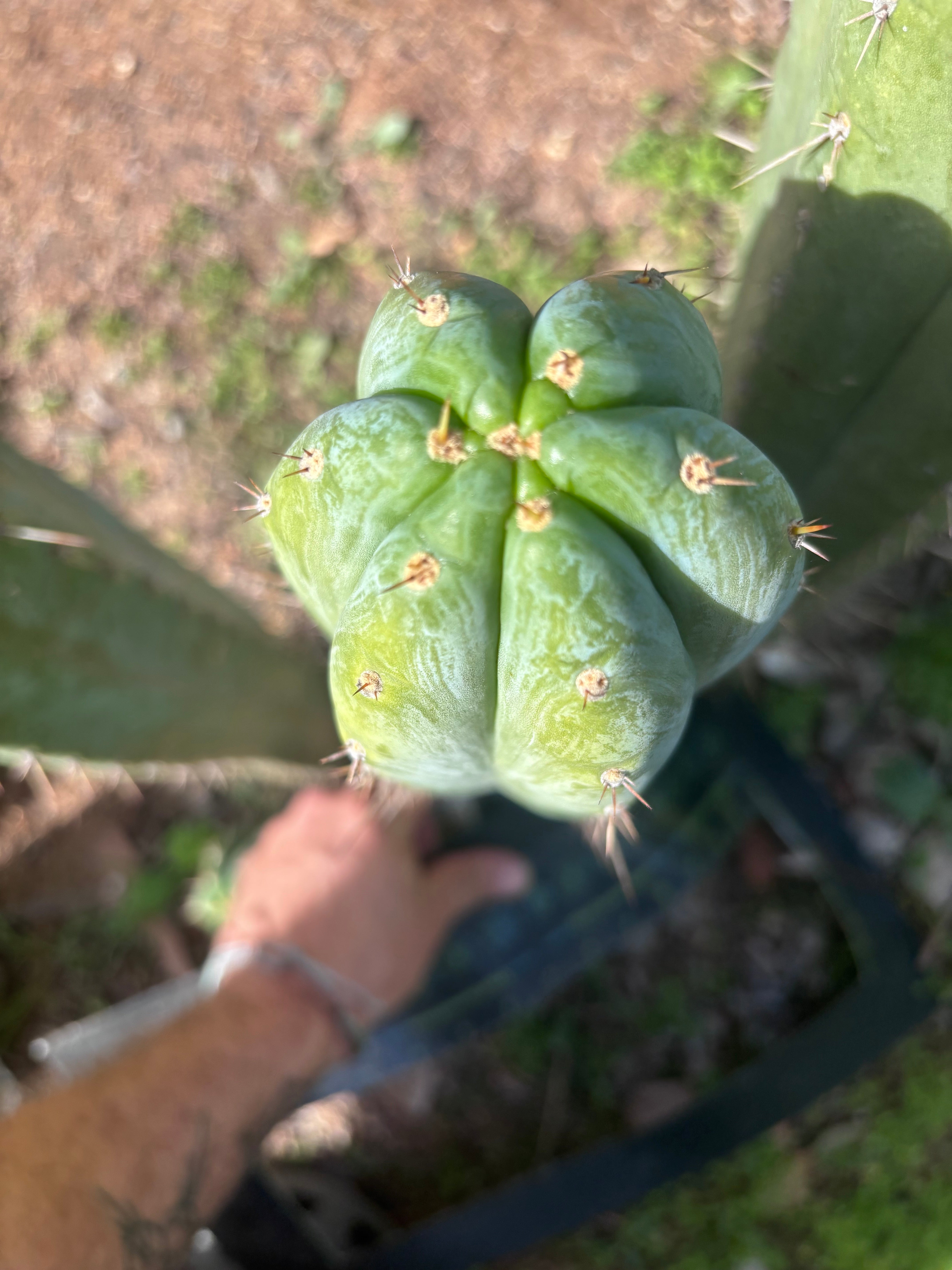 💎👑🌶️ Kimnach — Beefy XL 15” Pup
