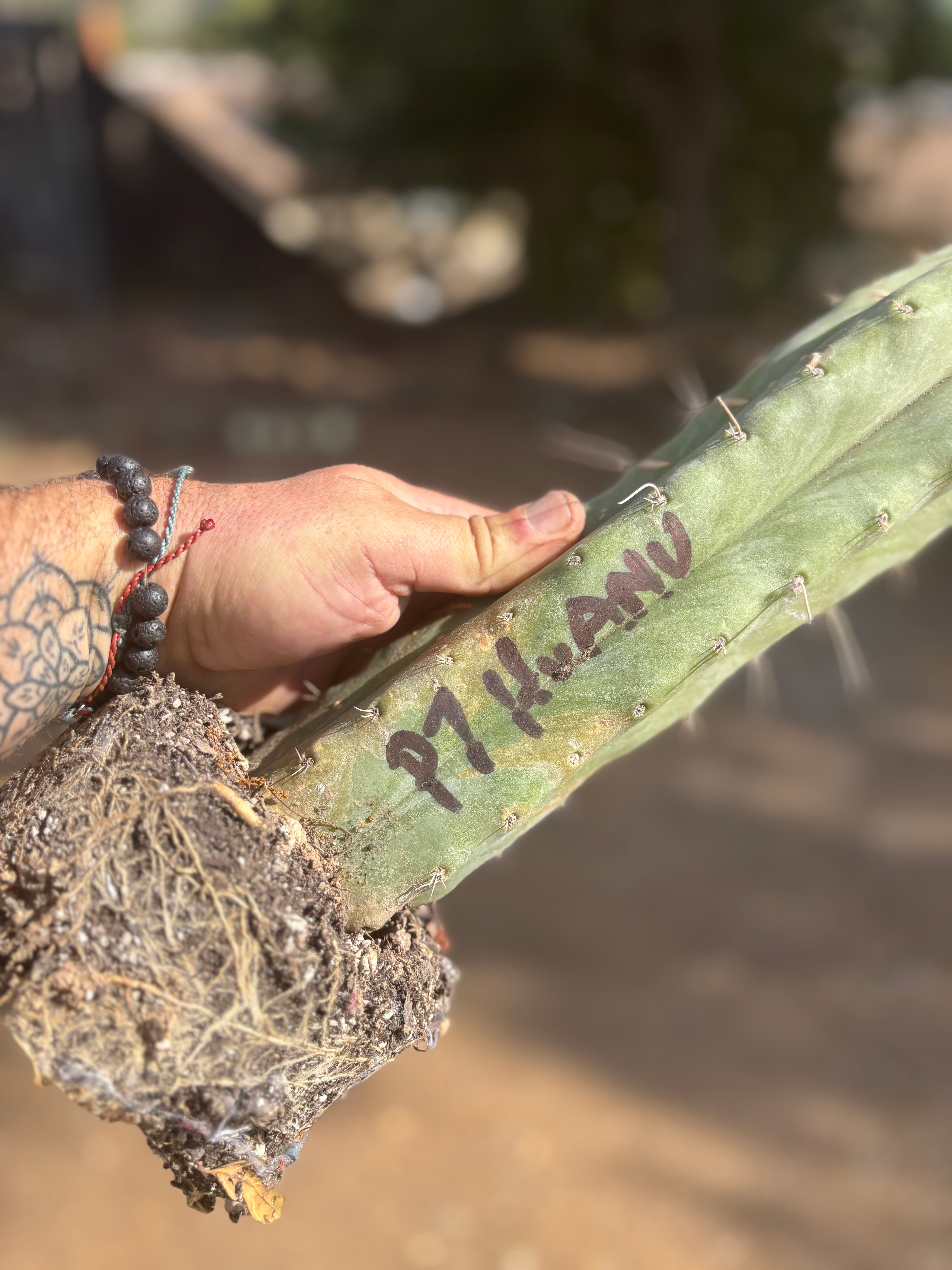 👑 Big Mac Huanu (P7)  — XL 15” Fully Rooted Stump