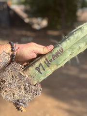 👑 Big Mac Huanu (P7)  — XL 15” Fully Rooted Stump