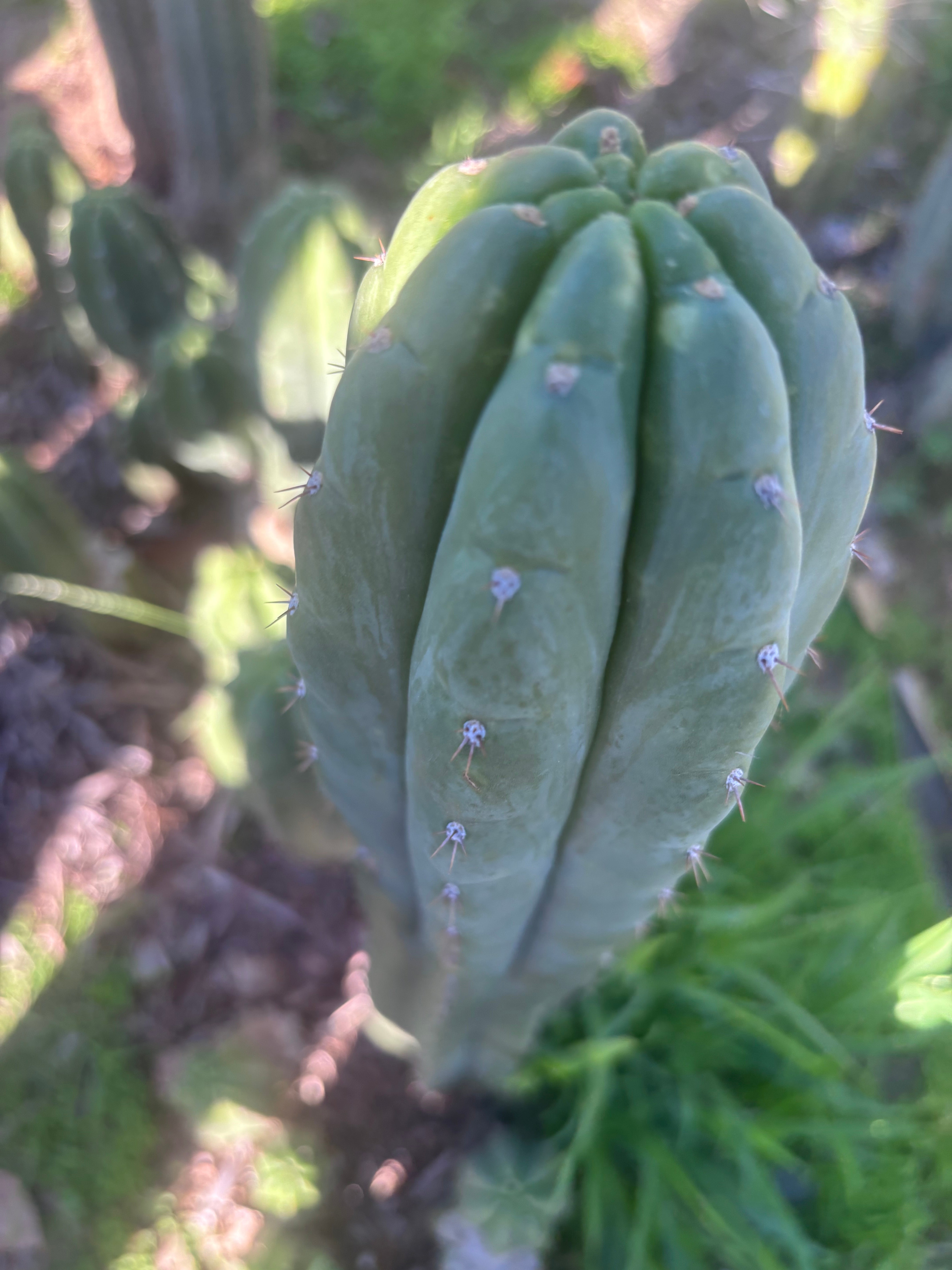 👑🌶️ Blue Ecuador — XL 14” Tip