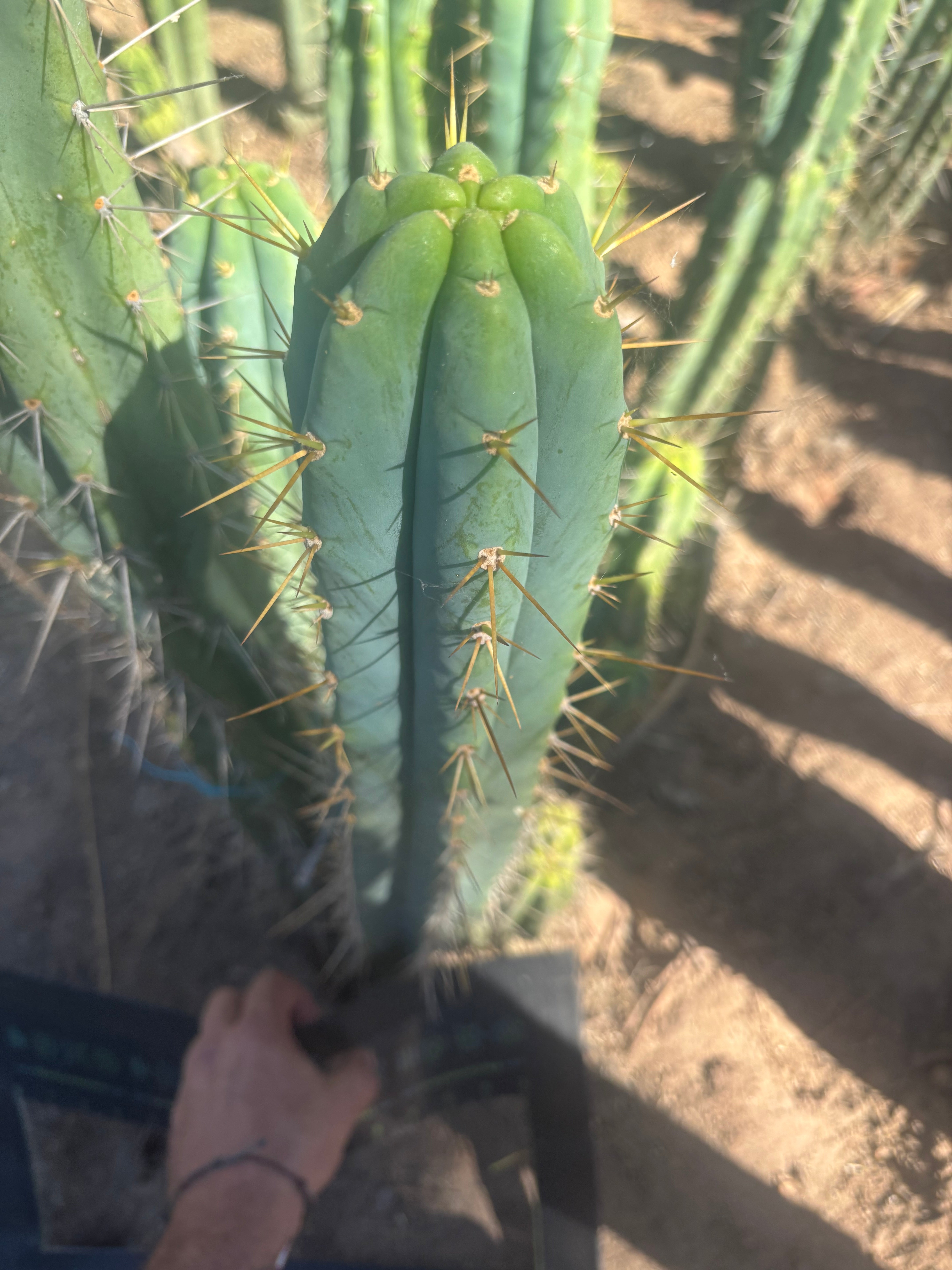 💎🌶️ 0102 — XXL Two Footer Tip (24”)