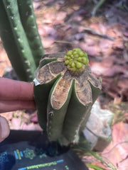 👑💎 Hulk’s Balls Graft