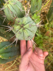 👑💎🌶️ CSD — Another 4” Ball Pup