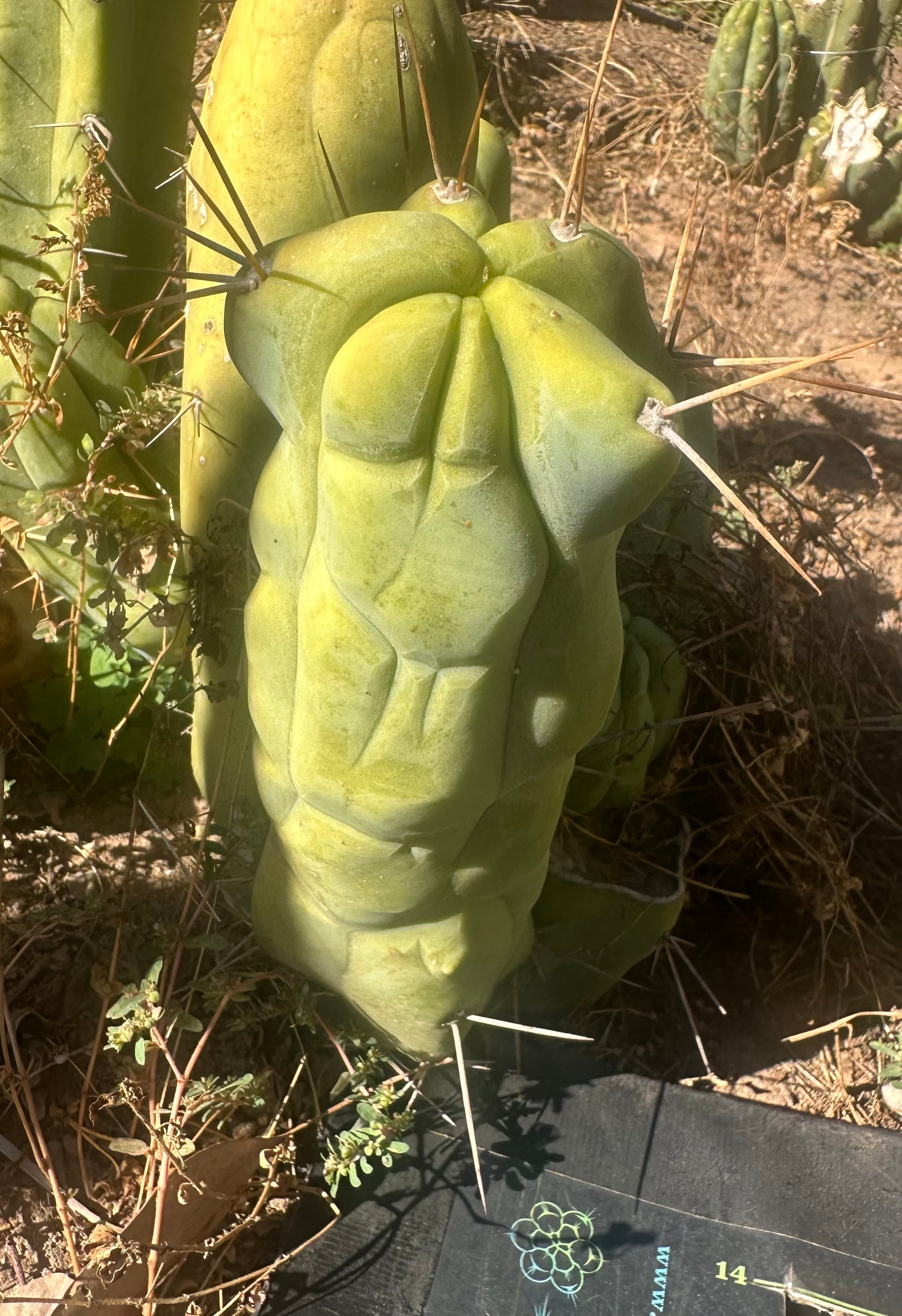 💎👑🌶️ Mel — Pudgy 8” pup