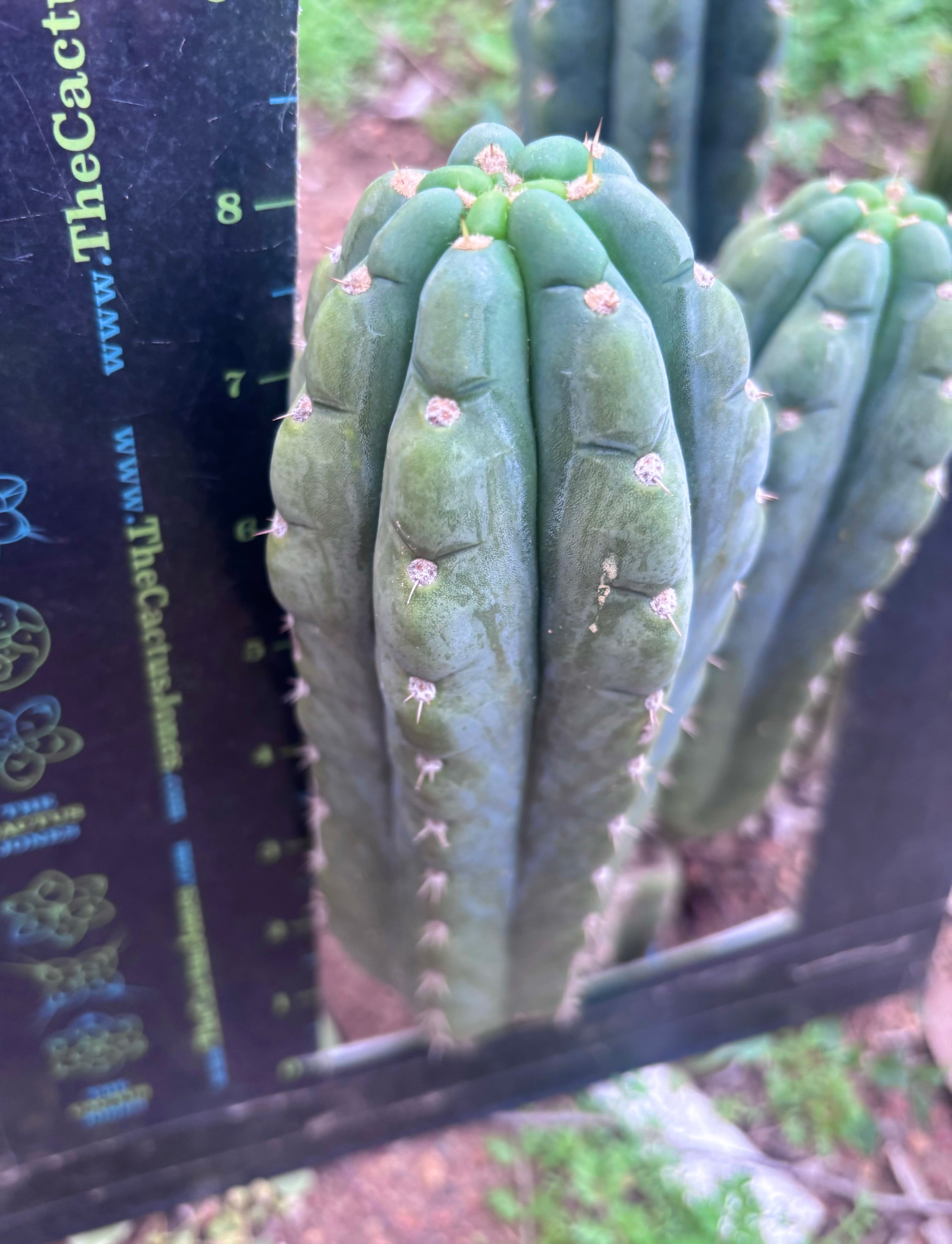 👑🌶️  Ichoca — 8.5” Pup