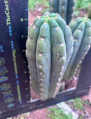 👑🌶️  Ichoca — 8.5” Pup