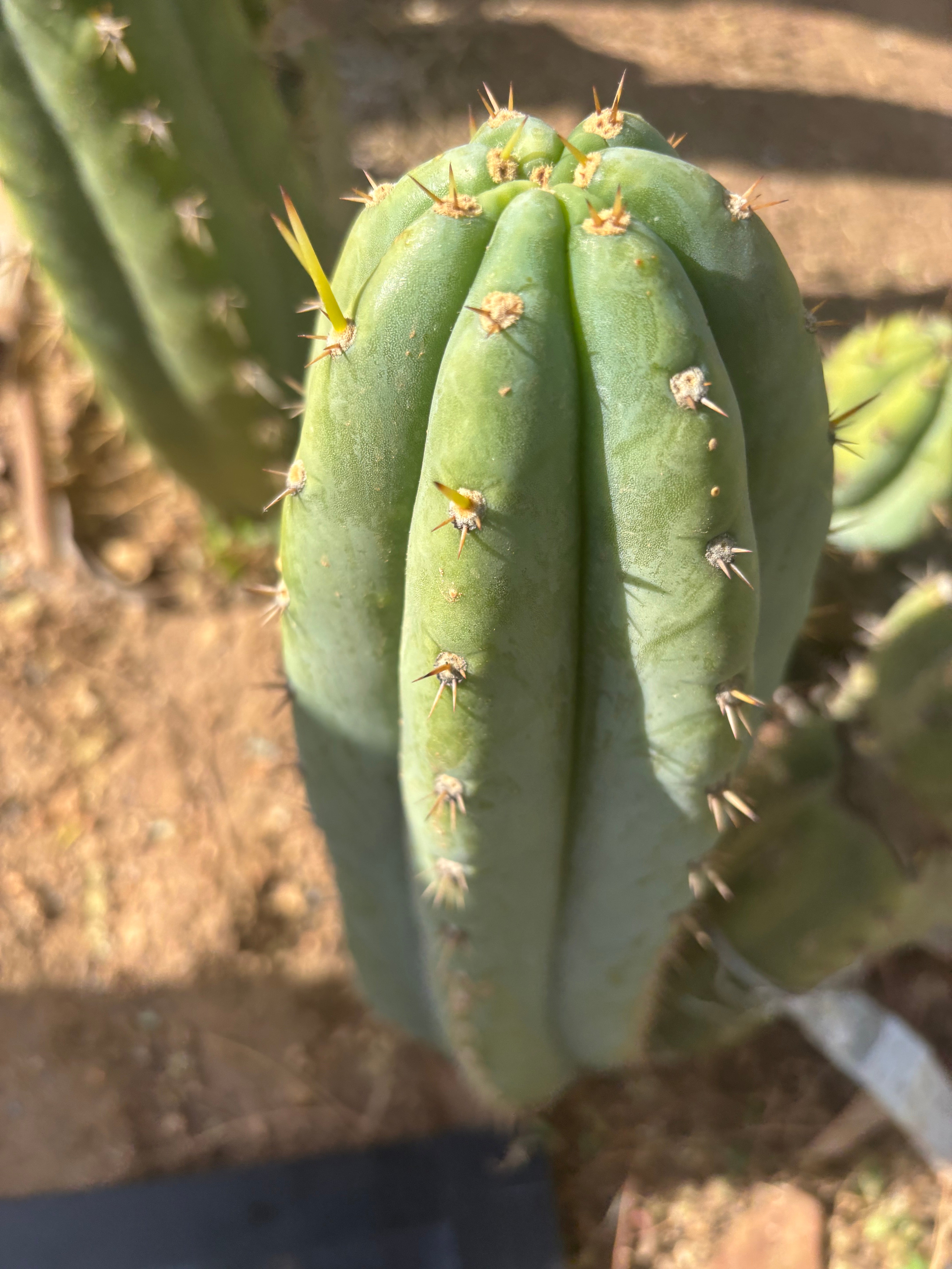 👑 Brian’s Blue Skies — XL 14” Pup