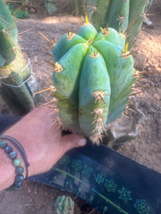 💎👑  Matucana Peru — 7.5” Pup