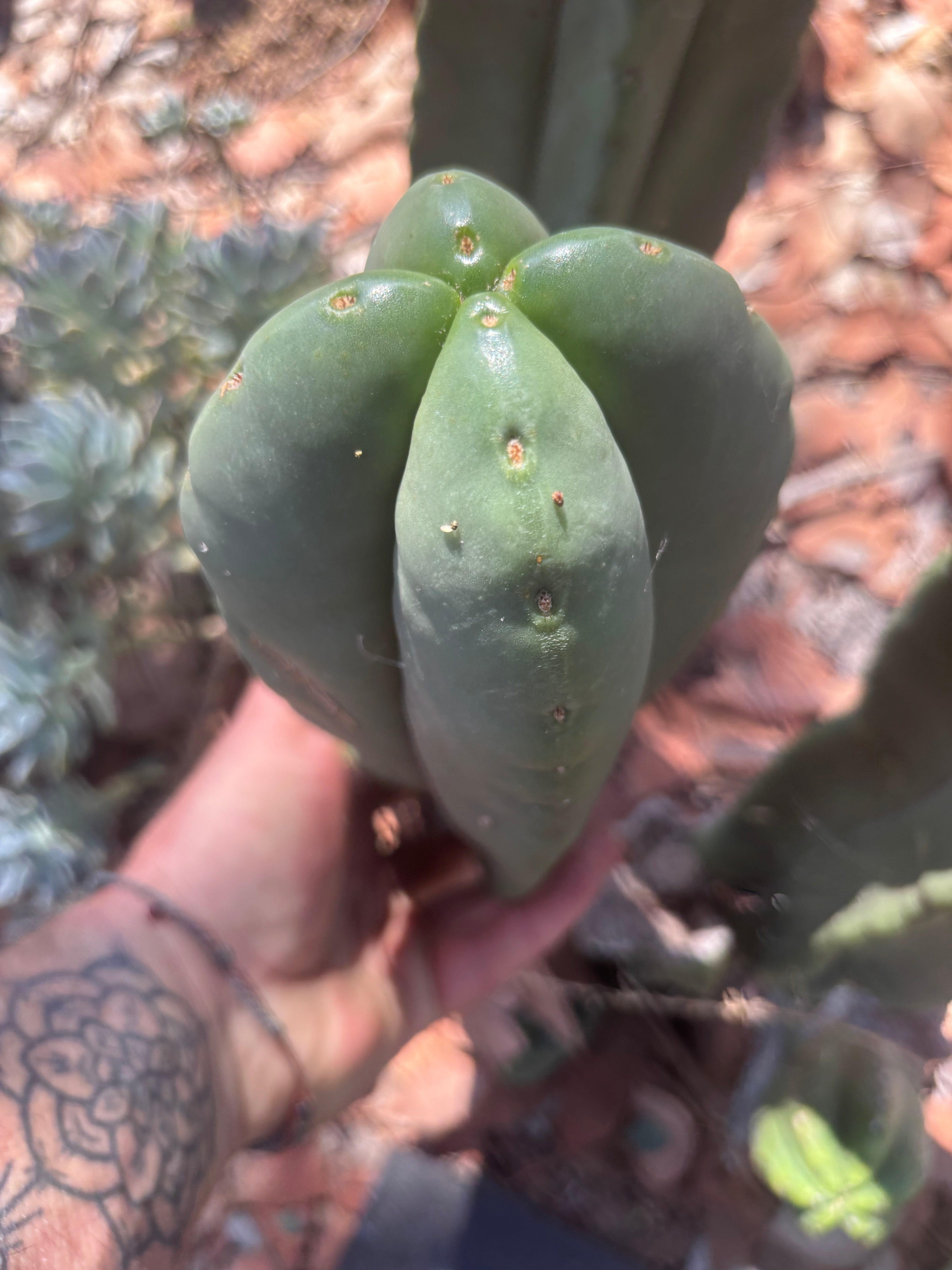 💎👑 Aussie Scop — 11” Fourwang Balloon Tip