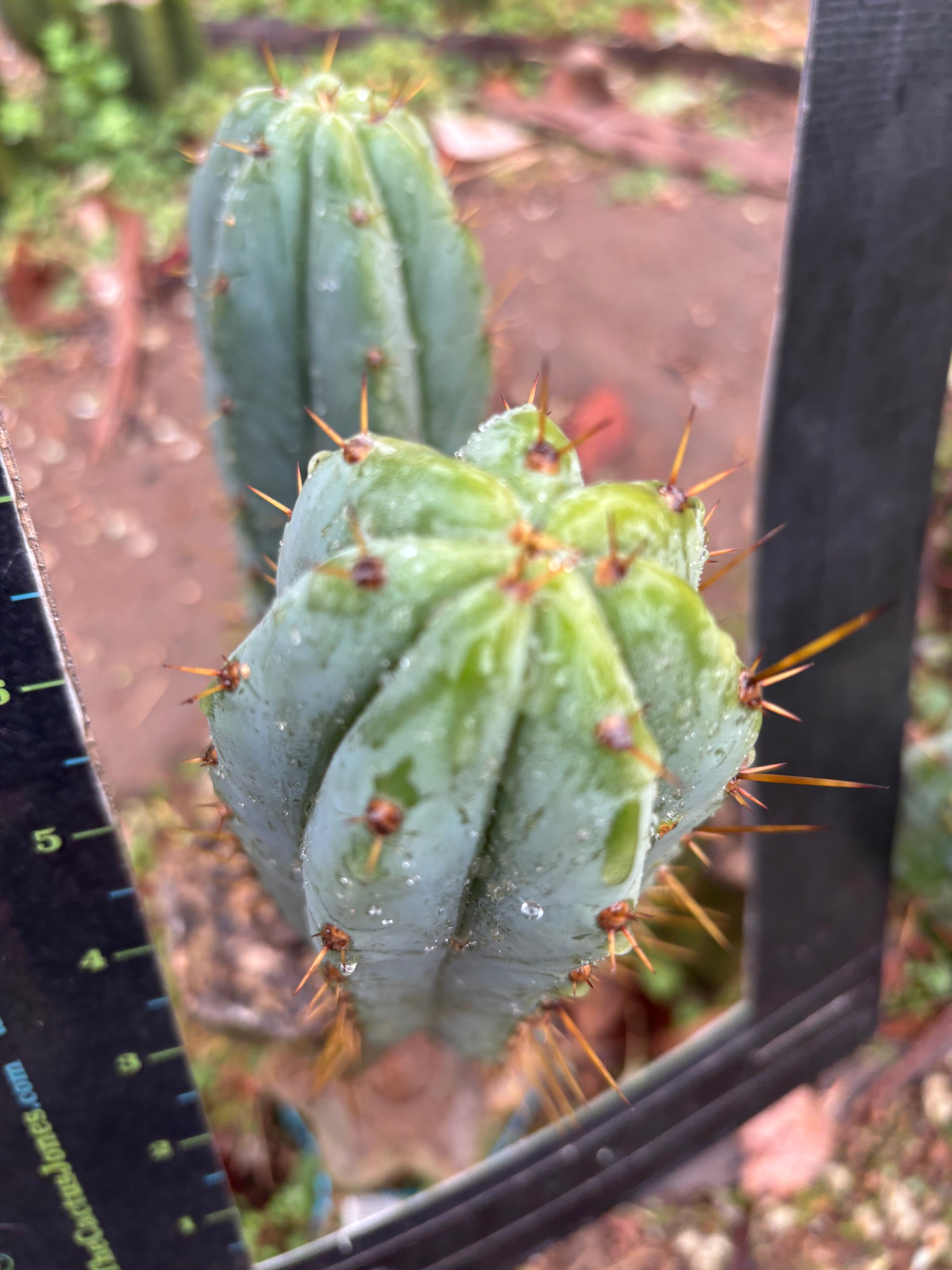 🌶️ Lumberjuuls — Fat 8” Pups