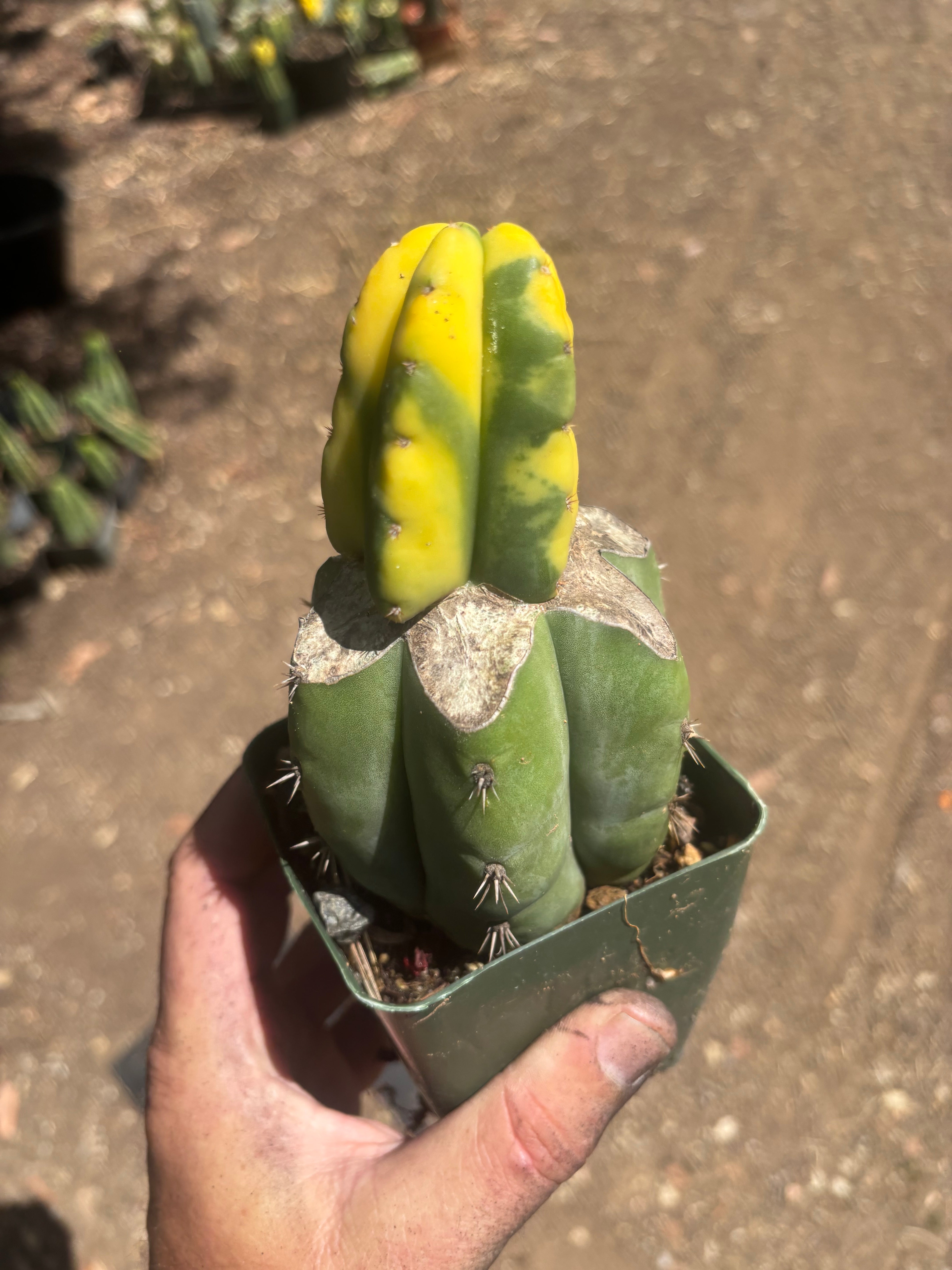 💎🔰 Ferah x Velvet, Vari #2 (FVV2) — Rooted Tip Graft