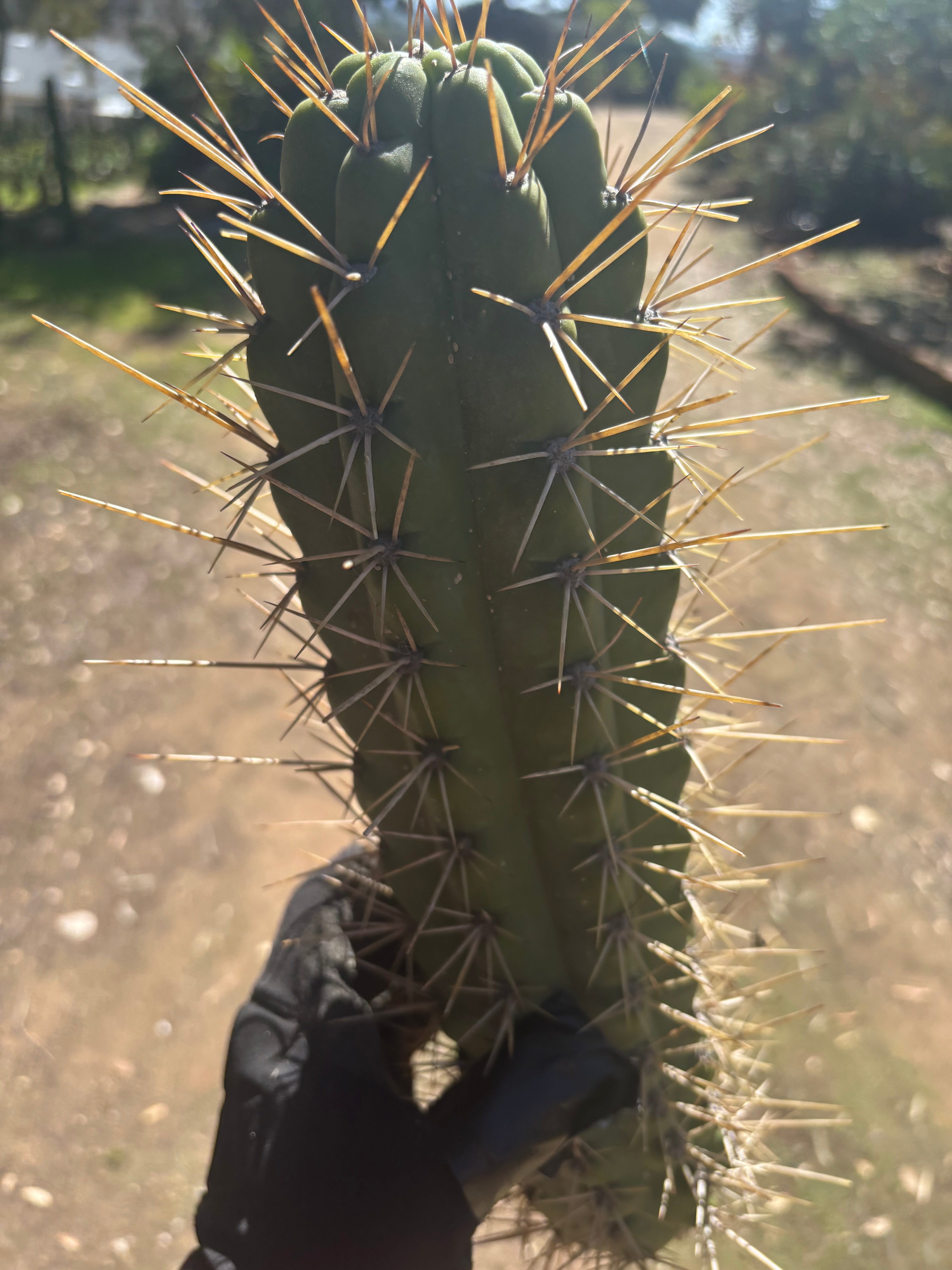 🌶️ SS02 x Kimura’s Spiny Giant   — XL 15” Pup