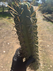 🌶️ SS02 x Kimura’s Spiny Giant   — XL 15” Pup