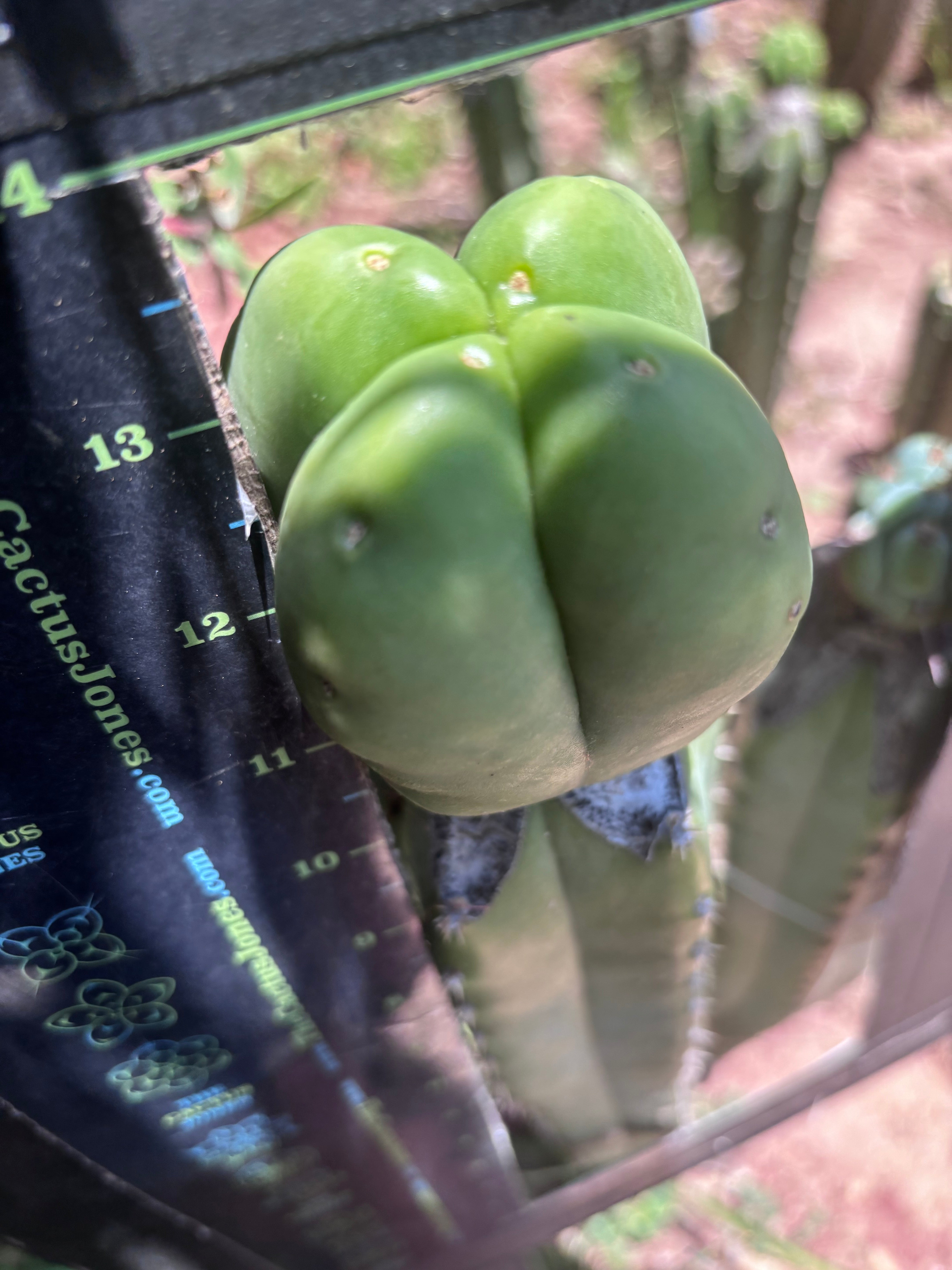 💎👑💎🌶️ Ferah! — Fourwang Biscuit Graft (Another One!)