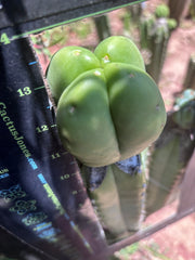 💎👑💎🌶️ Ferah! — Fourwang Biscuit Graft (Another One!)