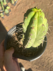 💎🌶️🌶️ NOM — Fully Rooted Grenade