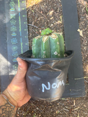 💎🌶️🌶️ NOM — Pup Graft On Rooted Shine01