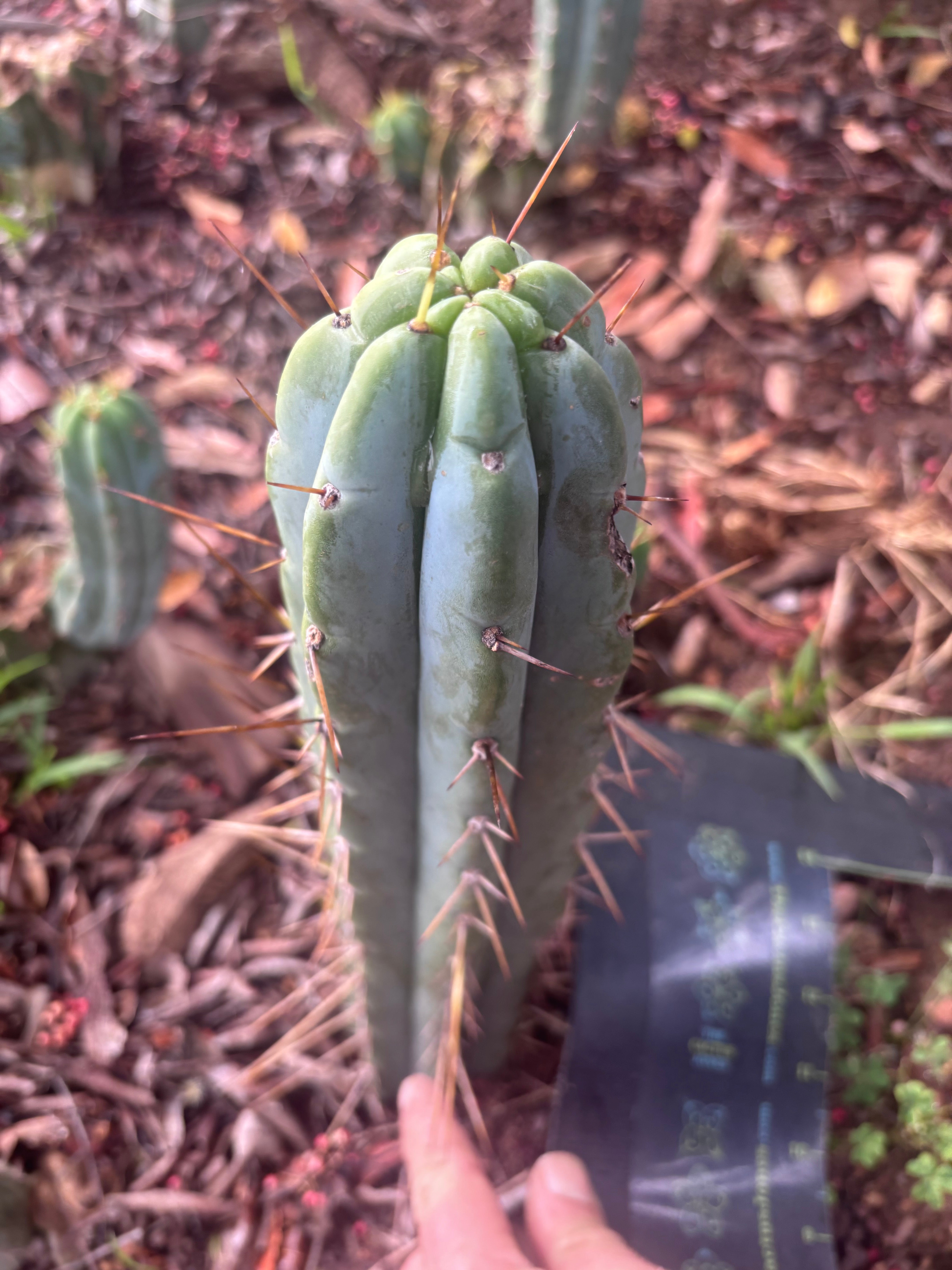 👑🌶️🌶️ Pala — 9” Tip