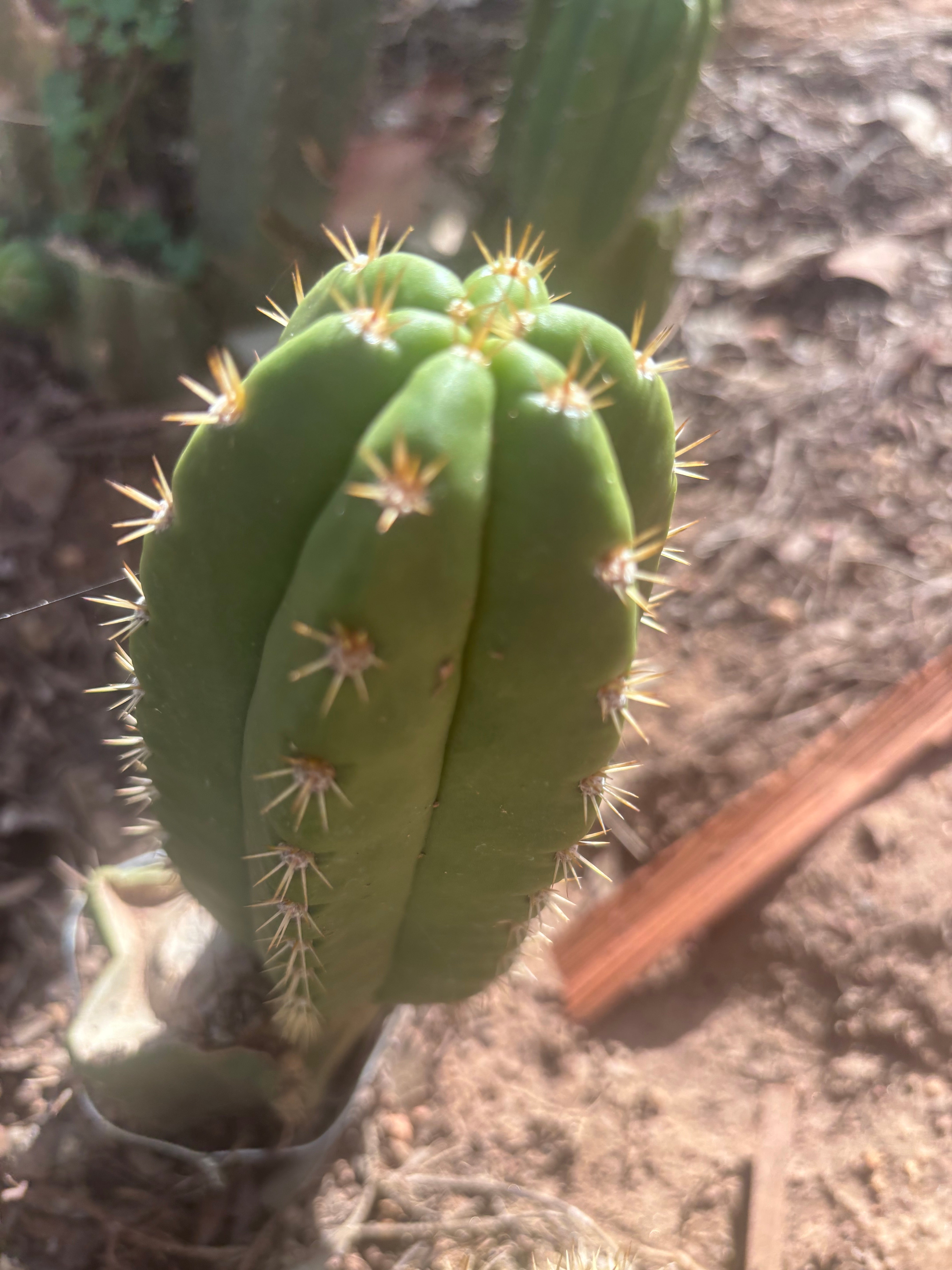 💎👑💎🌶️ CareBear — 6” Pup