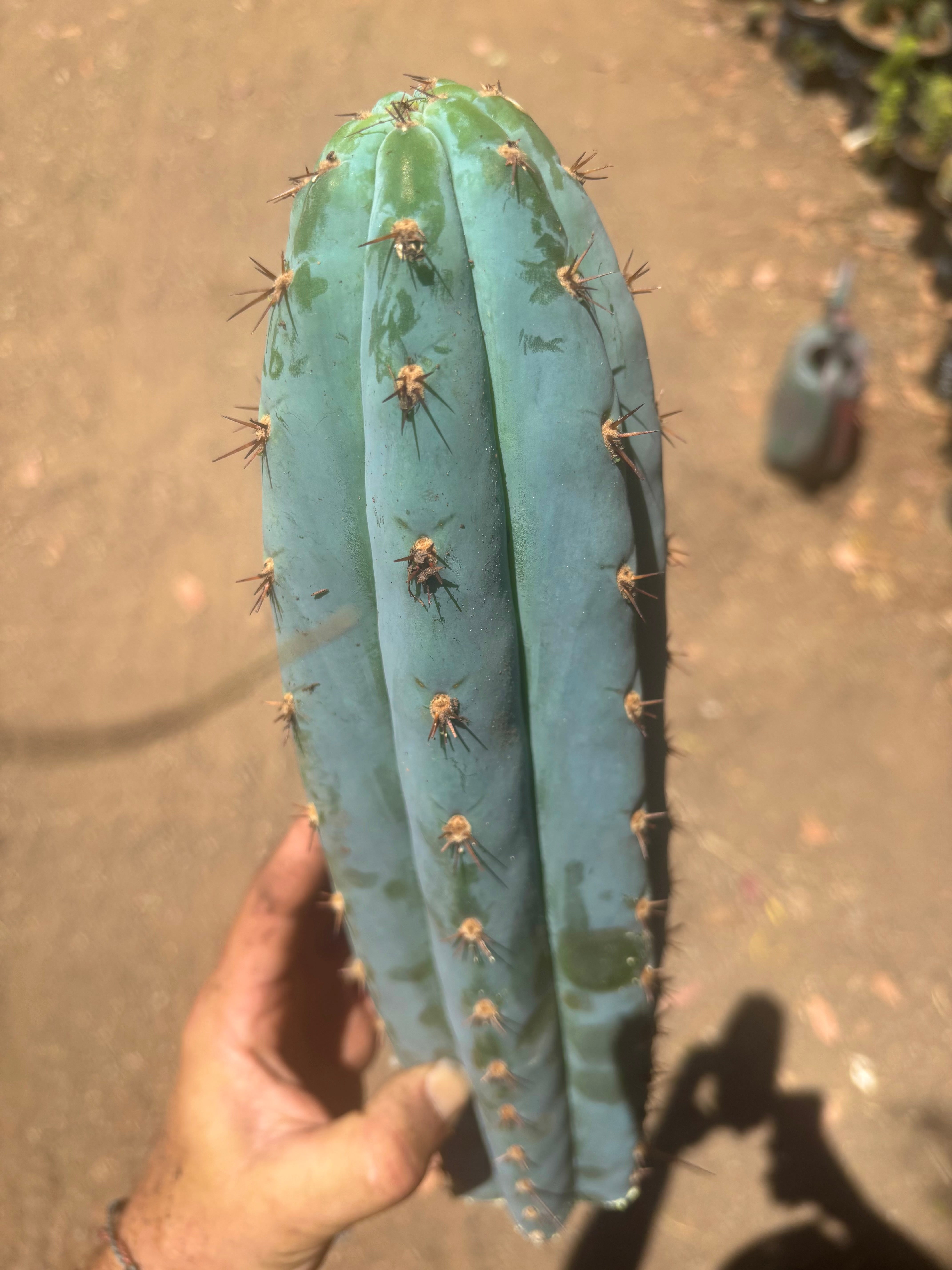 💎👑💙 Bonnaroo Blue — XL 14” Tip