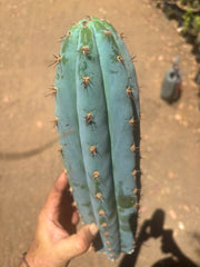💎👑💙 Bonnaroo Blue — XL 14” Tip