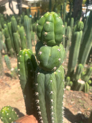 💎👑🌶️ Huancabamba — XL 16” Tip