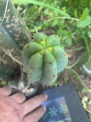 💎👑🌶️🌶️ Austy’s Bomb — 7” Tip