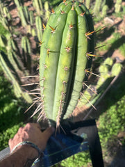 👑🌶️🌶️  Lumberjack — XL 14” Pup