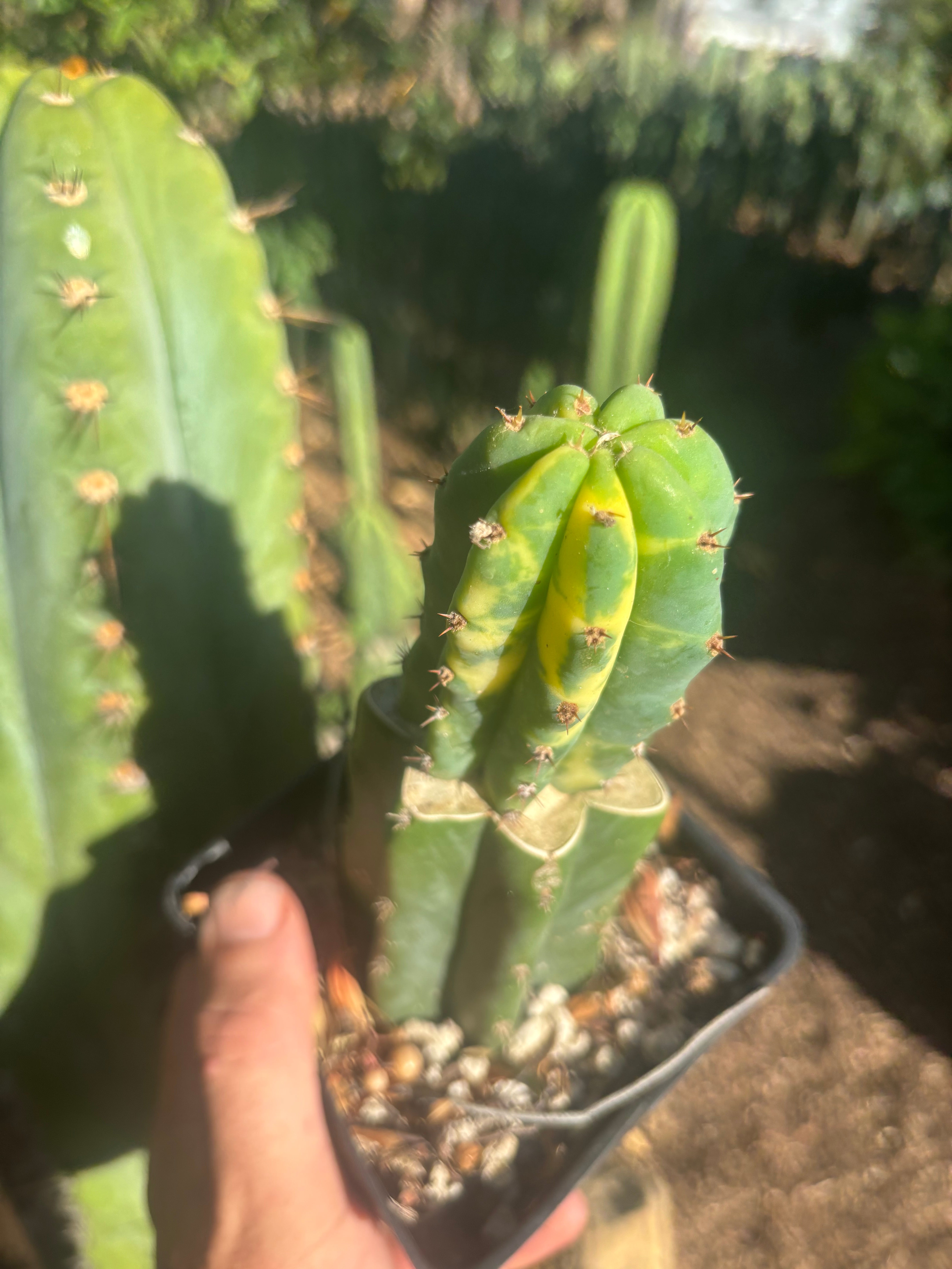 💎👑💎 VFV — Rooted Tip Graft