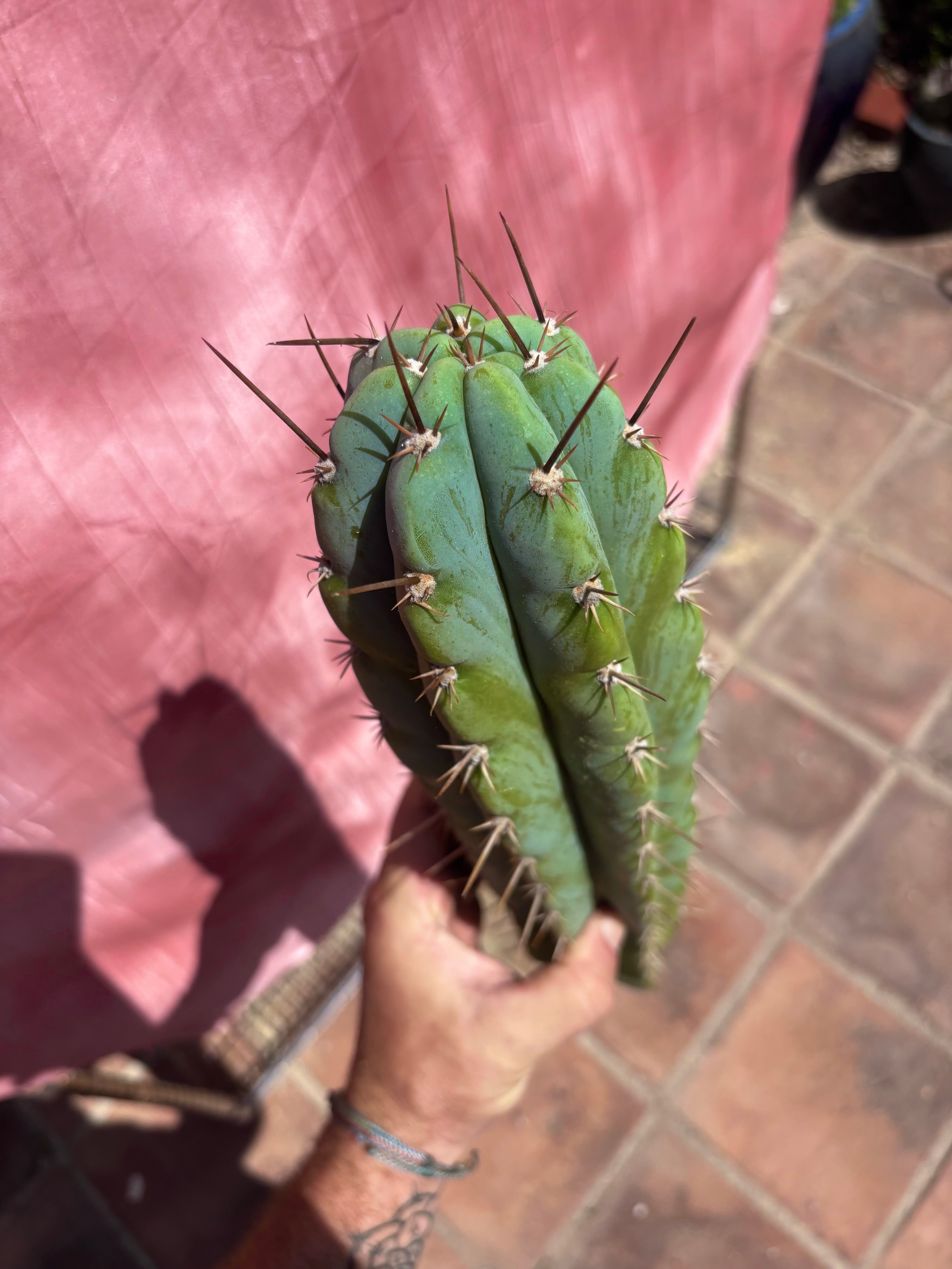 👑 Icaros — 14” Tip
