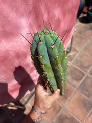 👑 Icaros — 14” Tip