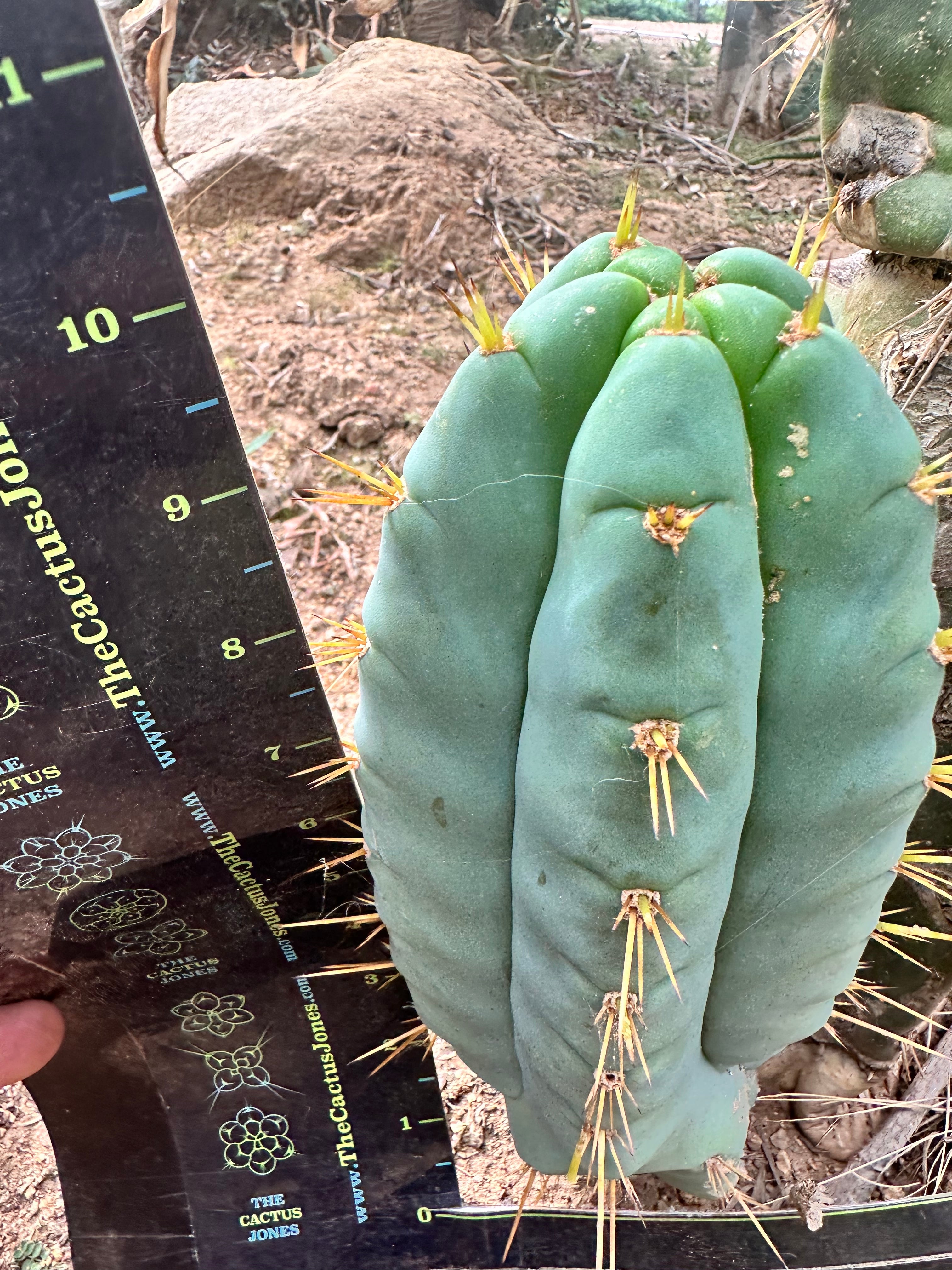 👑 Lotusland Huanu — FAT Blue 10” Pup