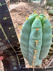 👑 Lotusland Huanu — FAT Blue 10” Pup