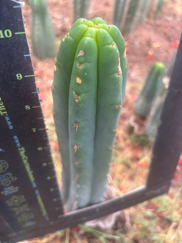 👑🌶️  Ashdod — 10” Tips