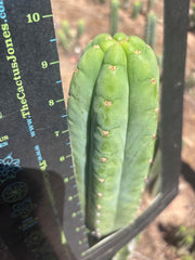 👑🌶️🌶️ Ogun — Fat 10” Tip