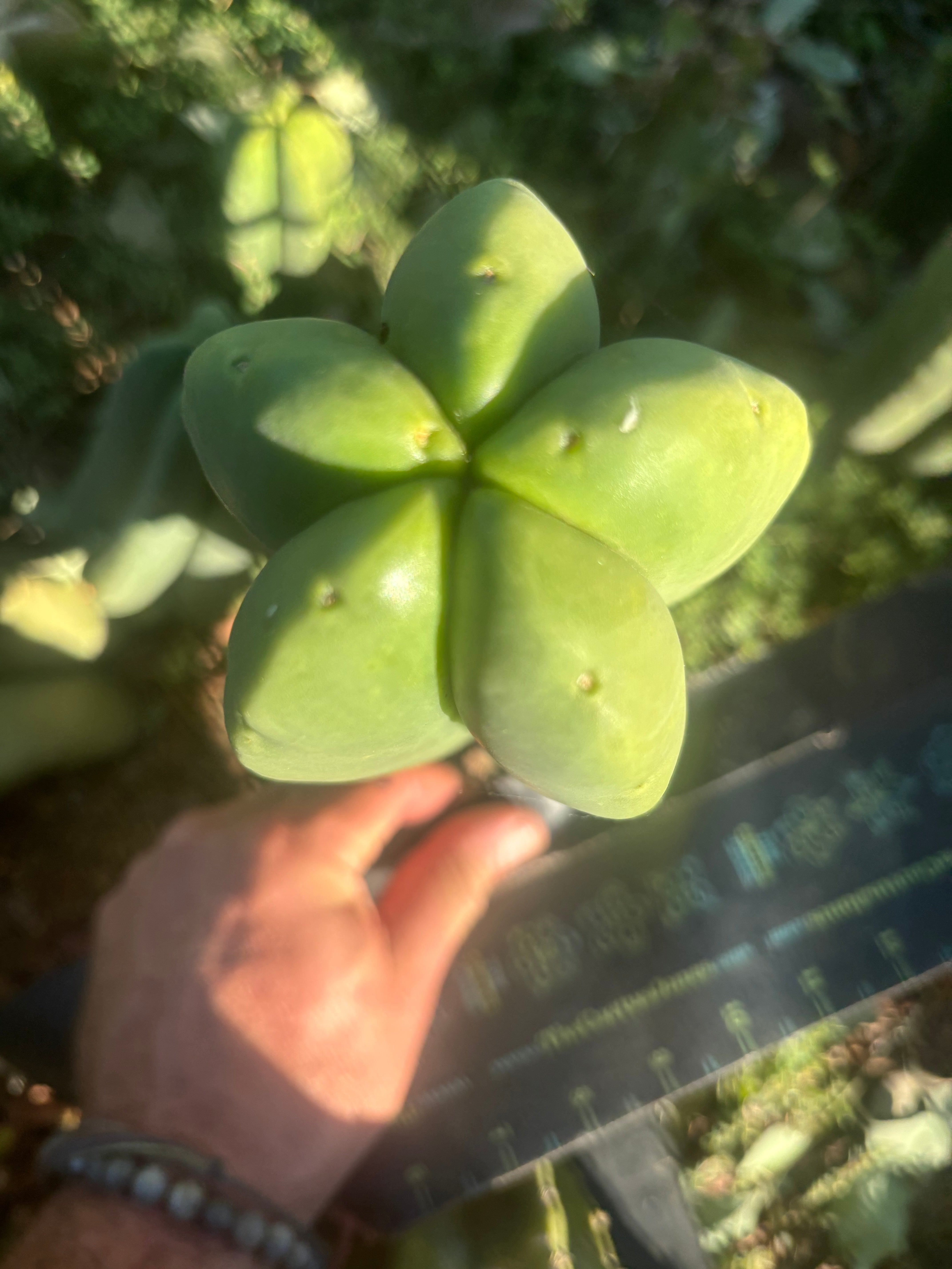 💎👑🌶️ Ferah — Fat 9” Tip