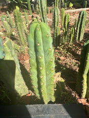🌶️🌶️ NoidTwo —10” Tip