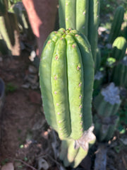 👑🌶️ The Field’s Pachanoi — Chonky 9” Pup