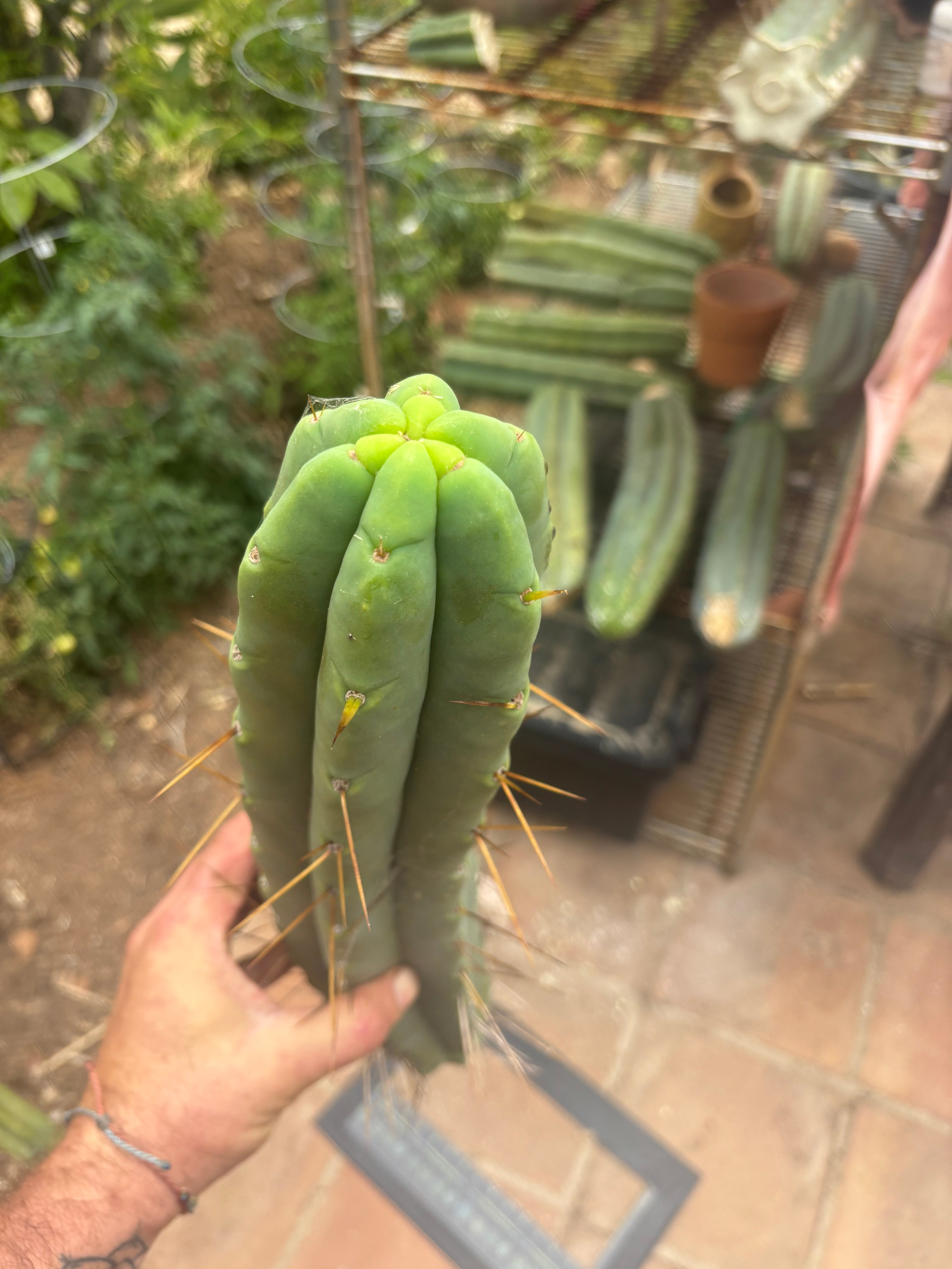 👑💎🌶️🌶️ Eileen — 17” Mega Tip