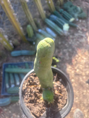 👑🌶️ TBM Long Form — 10” Rooted