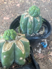 💎👑💎 Havran — Pup Grafts on Rooted Shine01 (Two Ready to Ship)